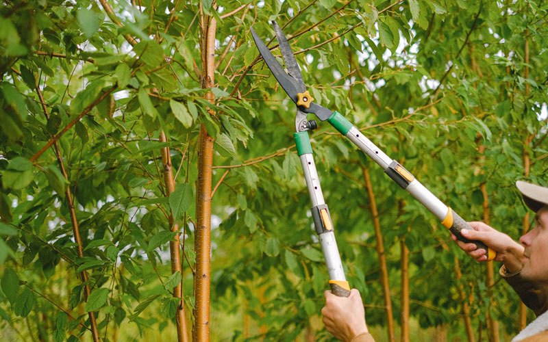 Tree trimming in Stanton, IA